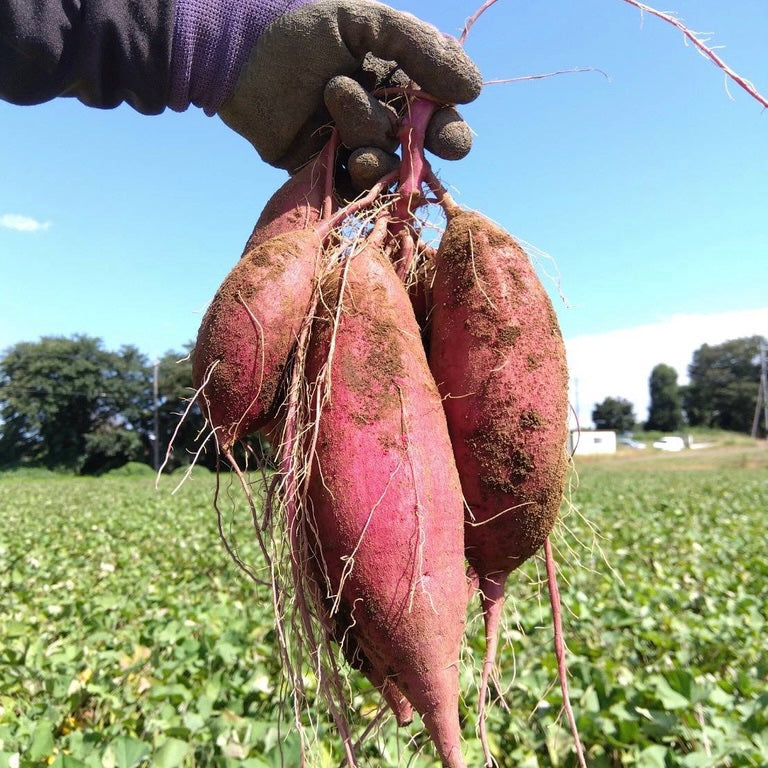 【化学合成肥料・農薬不使用】希シルク/愛情のお芋 1kg〈満足サイズ〉・ココットの《天然》スイーツ焼き芋【冷凍・個装】